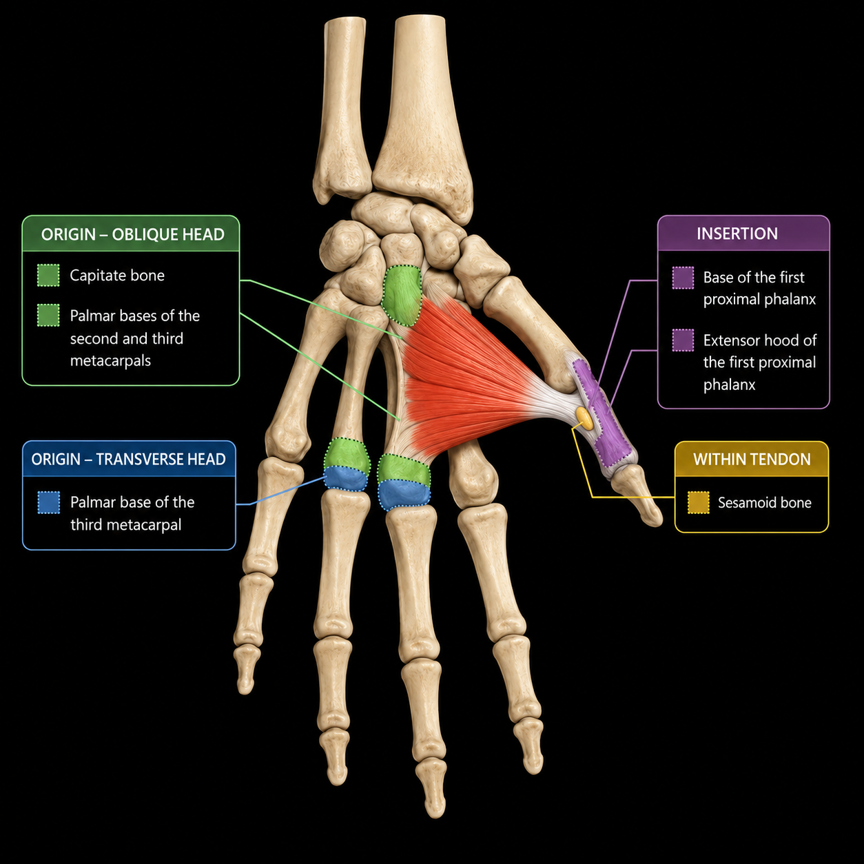 Adductor Pollicis anatomy image
