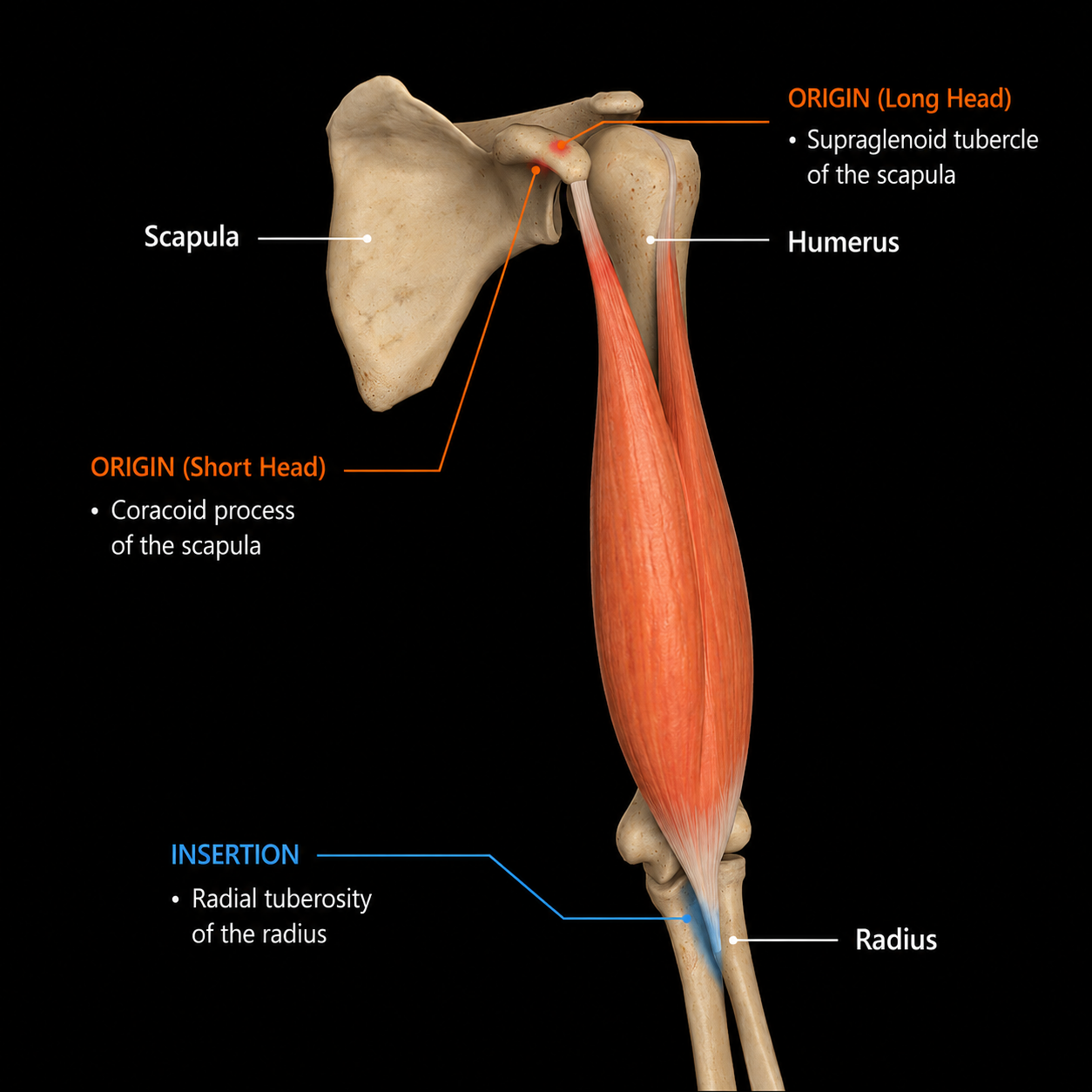 Biceps Brachii anatomy image