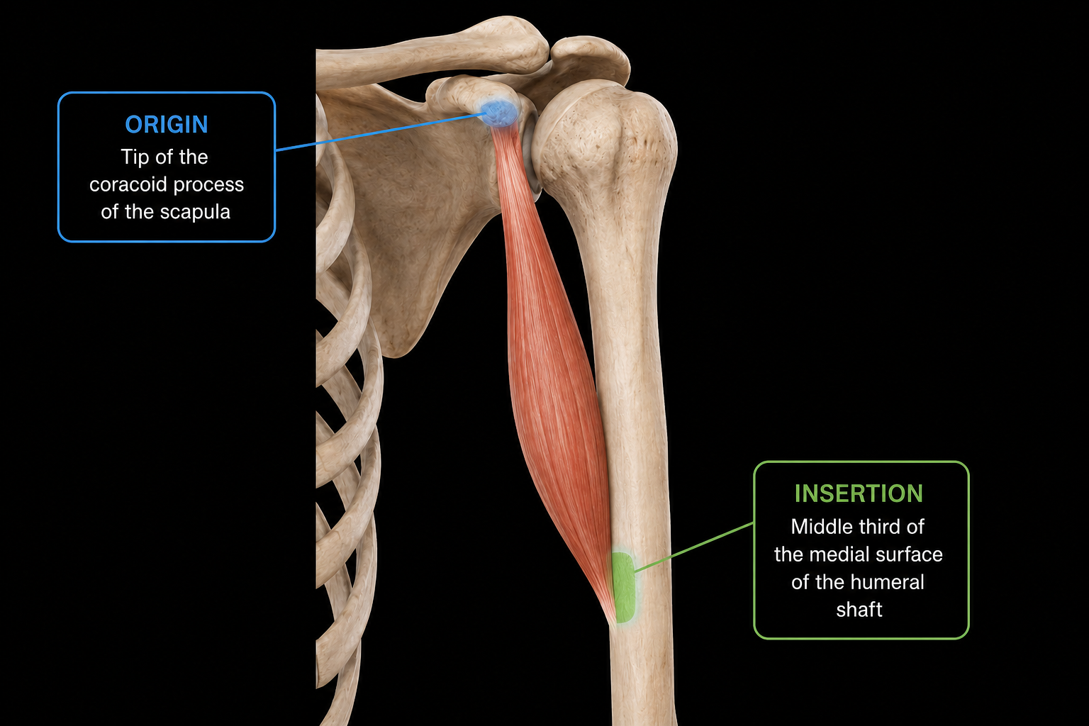 Coracobrachialis anatomy image